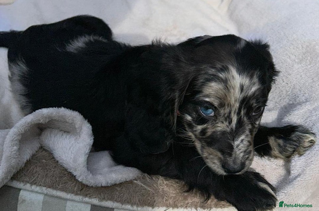 Cocker Spaniel dogs for sale: 3 beautiful working cocker spaniel puppies  - Image 18