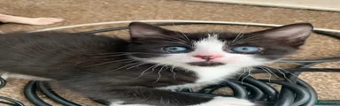 Mixed Breed Kitten 1