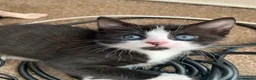 Mixed Breed cats for sale: Half sphynx half British shorthair kittens  in Crawley - Advert 2