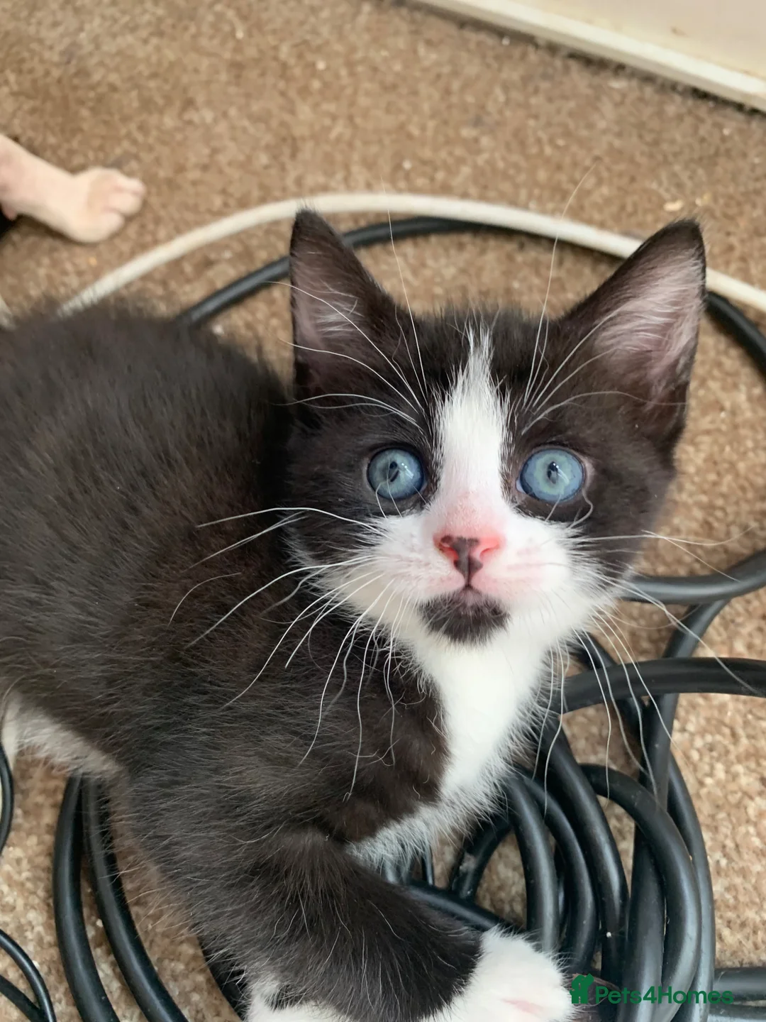 Mixed Breed cats for sale: Half sphynx half British shorthair kittens  in Crawley - Advert 2