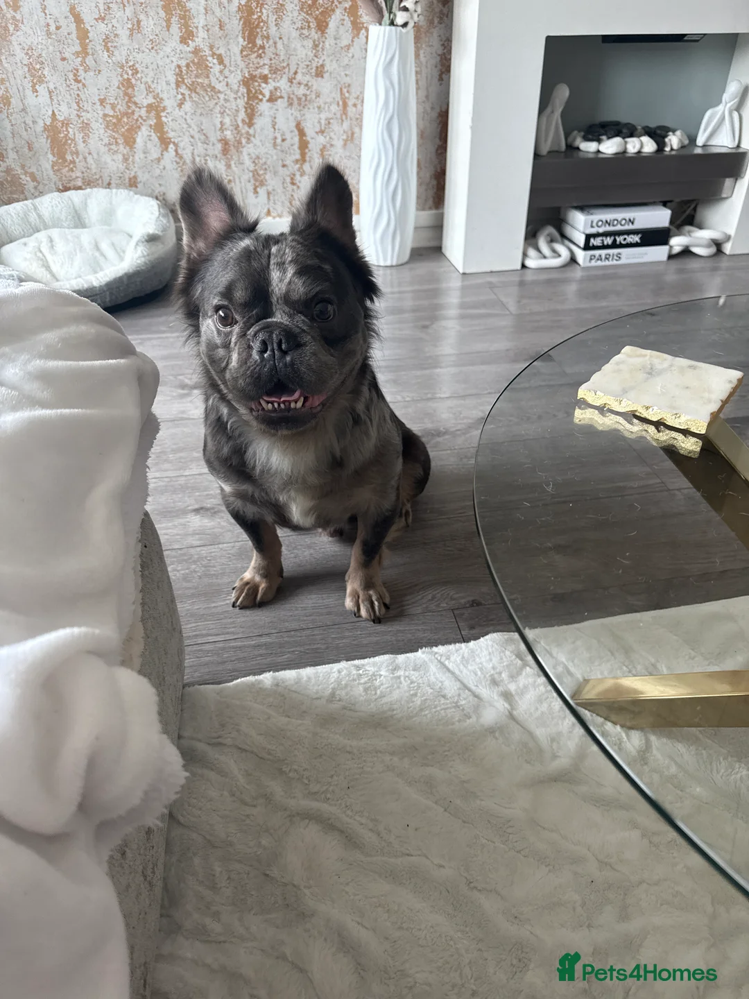 French Bulldog dogs for sale: Male fluffy frenchie  - Advert 1