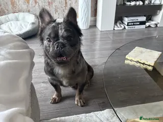 French Bulldog dogs Male fluffy frenchie - Advert 2
