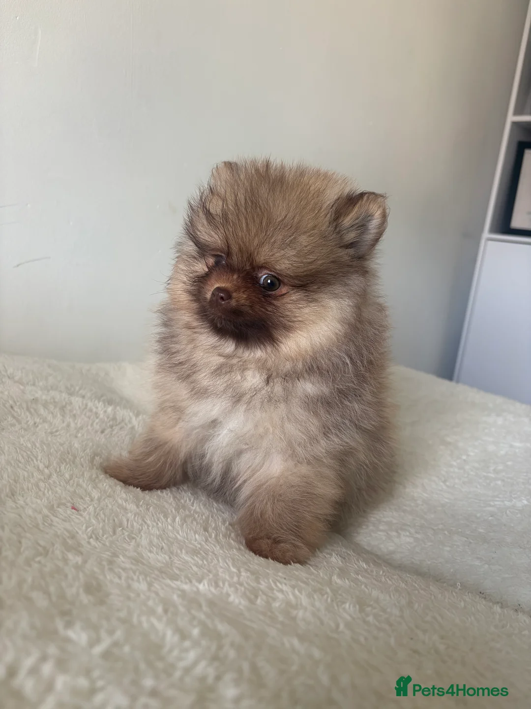 Pomeranian dogs for sale: Pomeranian puppies - Advert 2