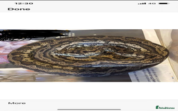 Python Snake reptiles for sale: Female  het albino carpet python  - Image 1