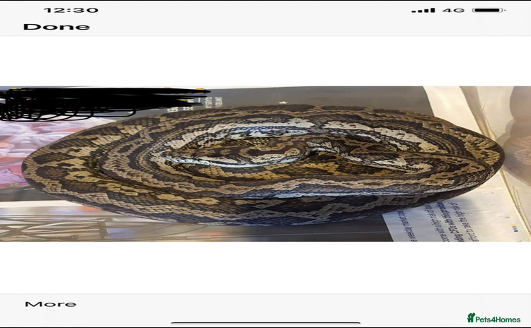Python Snake reptiles - Advert 3