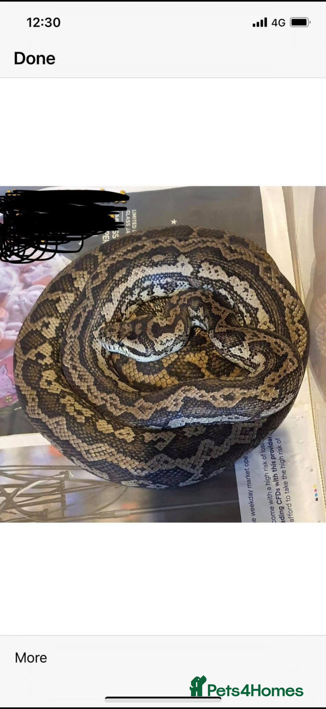 Python Snake reptiles for sale: Female  het albino carpet python  - Image 1