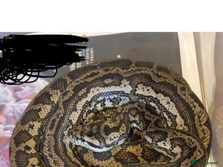 Python Snake reptiles - Advert 20