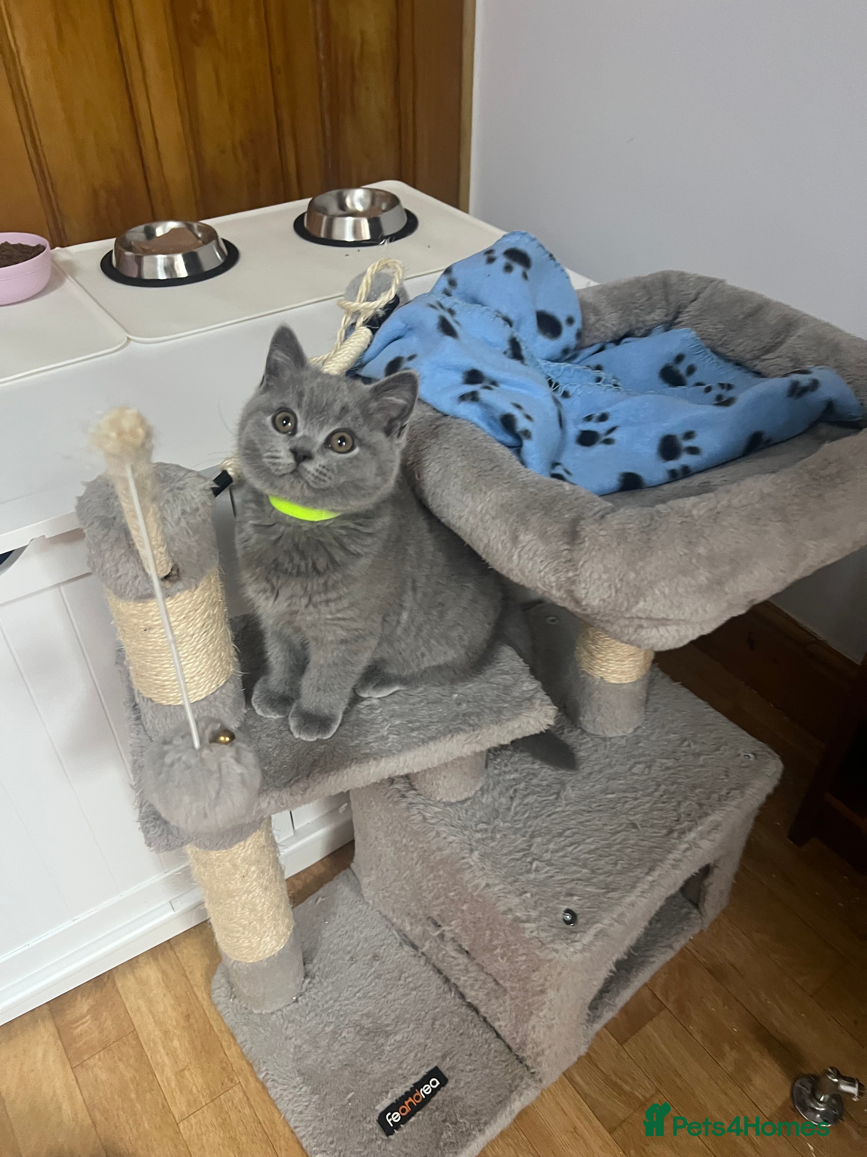 British Shorthair cats for sale: Blue BS Kittens GCCF Reg Champion Line Ready Now - Advert 1