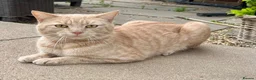 Ragdoll cats for sale: Handsome ragdoll x very affectionate, well handled - Advert 4