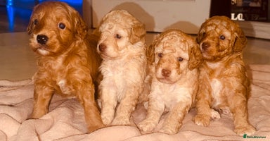 Cockapoo dogs x4 cockapoos puppies - Advert 14