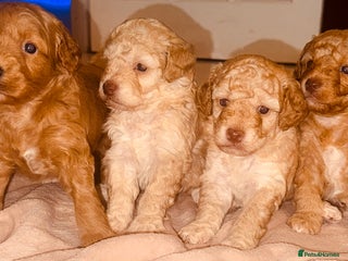Cavapoo dogs x4 cockapoos puppies - Advert 1