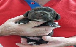 Cocker Spaniel dogs for sale: Our lovely Cocker has had her puppies - Image 5