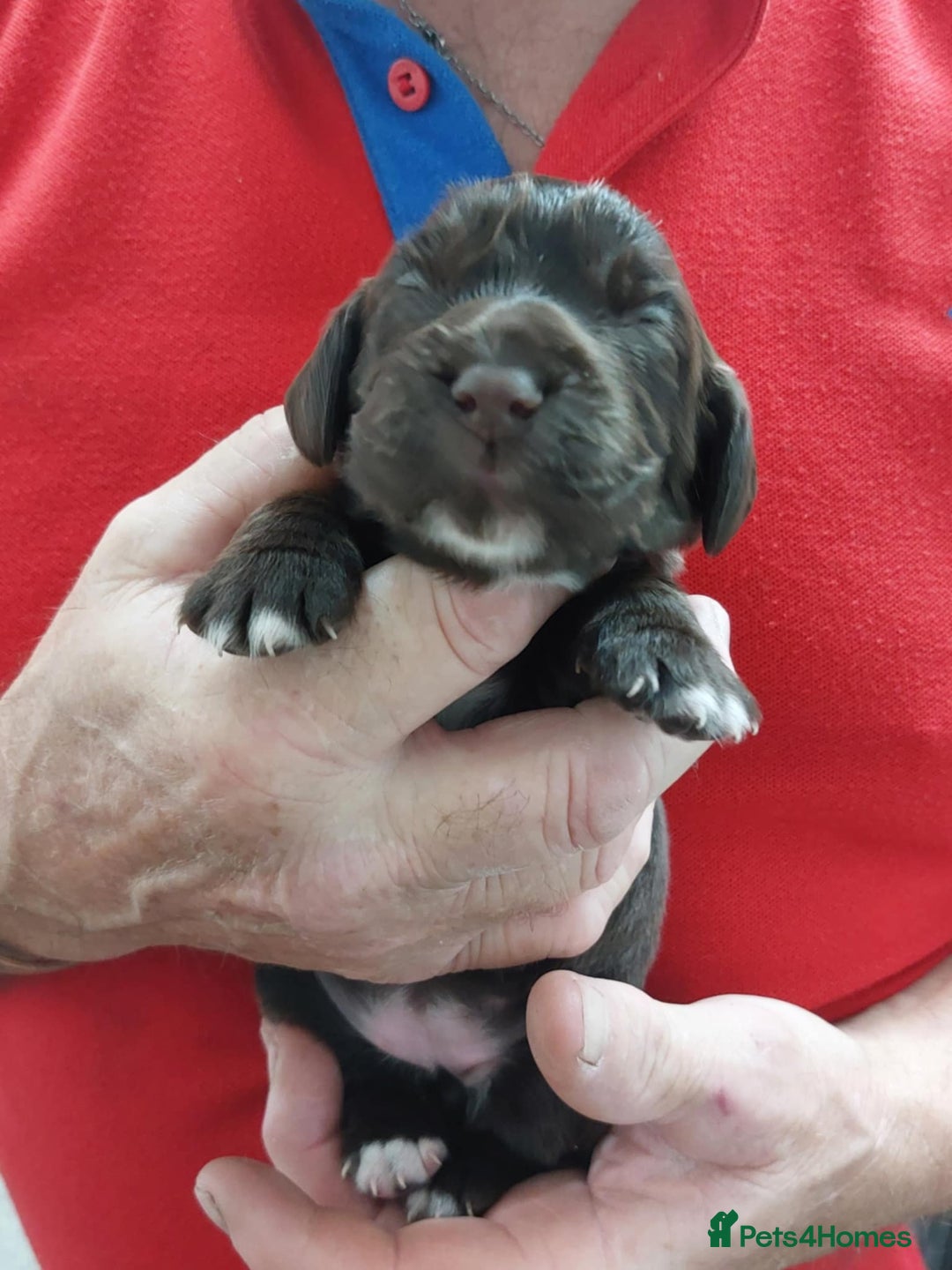 Cocker Spaniel dogs for sale: Our lovely Cocker has had her puppies - Image 5