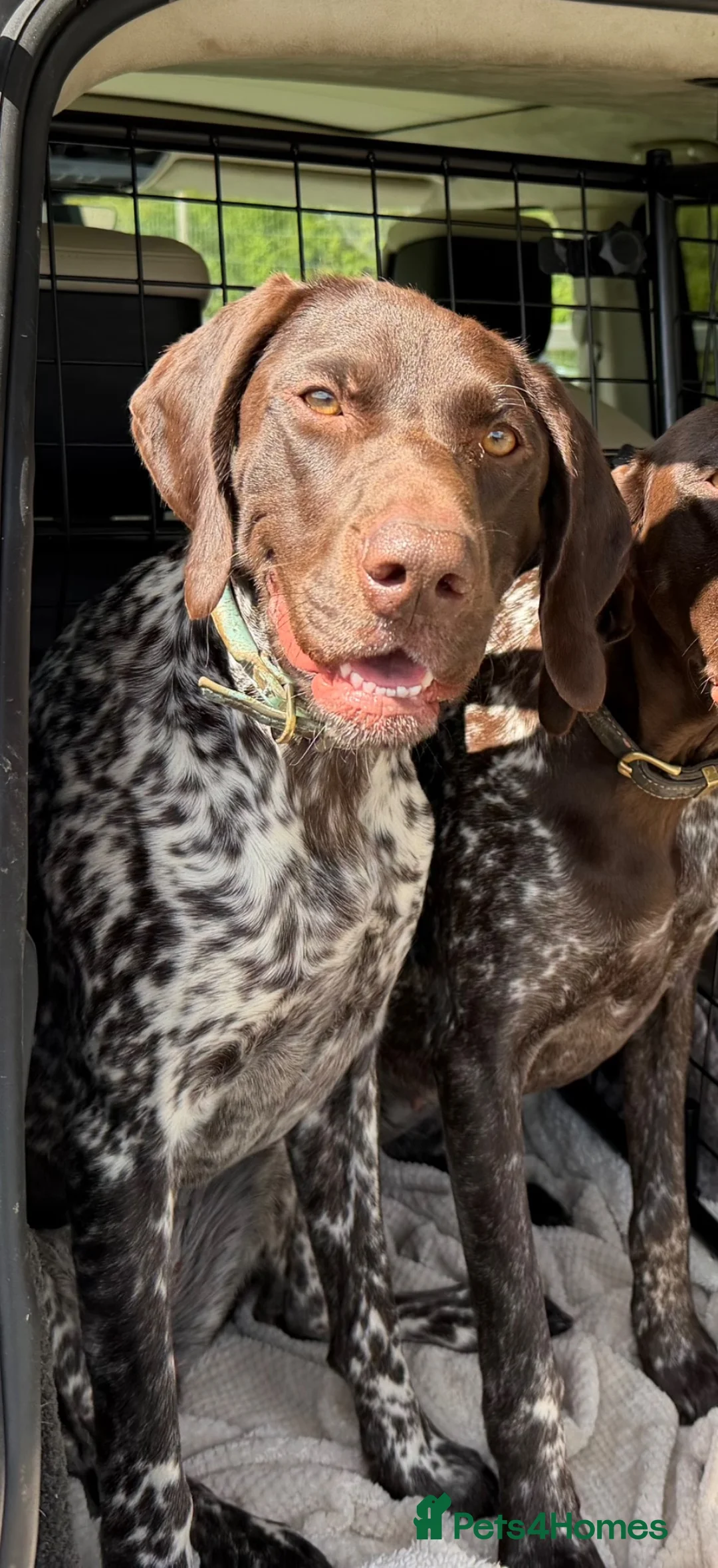 German Shorthaired Pointer dogs for sale: Stunning litter of 14 German short-haired pointers in Winchester - Advert 1