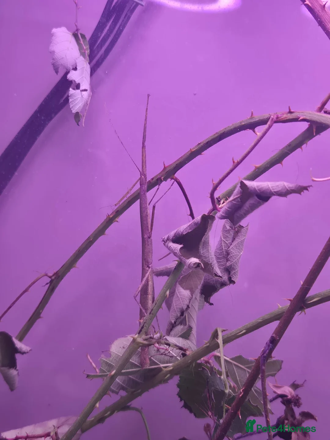 Stick Insects invertebrates for sale: Indian Stick Insects mix ages in Trowbridge - Advert 2