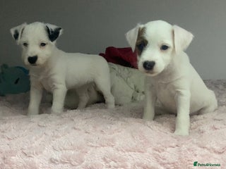 Parson Russell dogs KC Top Quality Bred Parson Pups - Advert 1