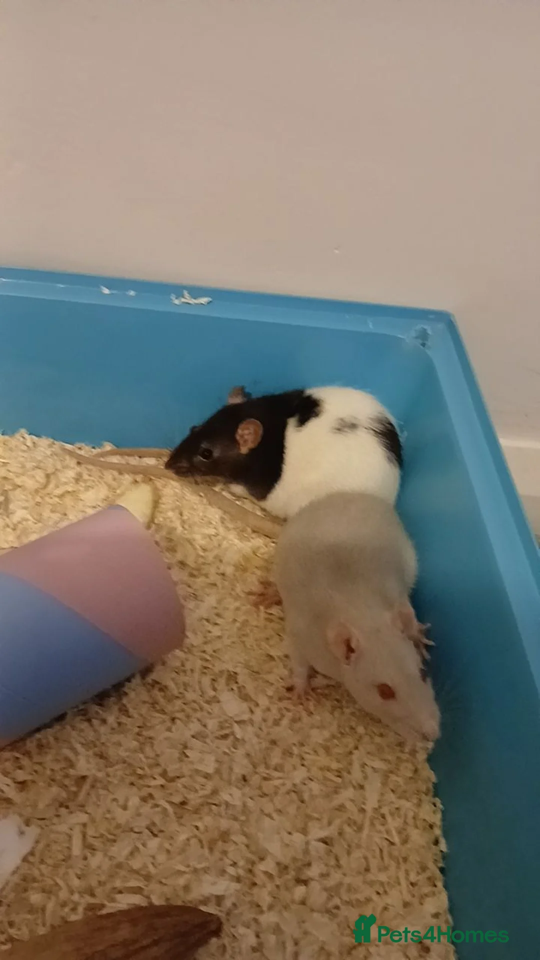 Rat rodents for sale: 2 rats, cage and extra in Ilminster - Advert 4