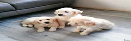 Golden Retriever dogs for sale: Adorable Golden Retriever puppies available.  - Advert 4