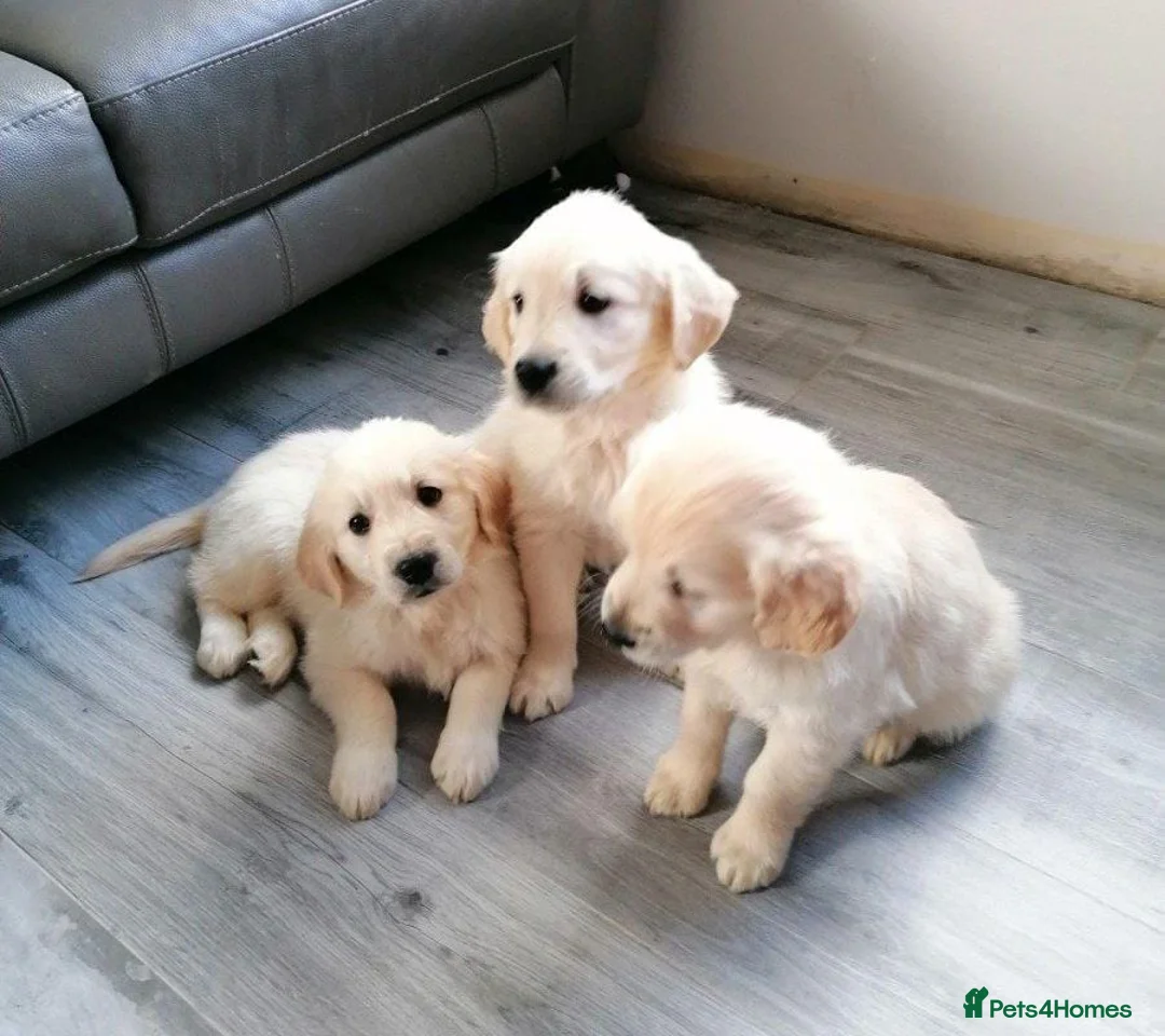 Golden Retriever dogs for sale: Adorable Golden Retriever puppies available.  - Advert 4