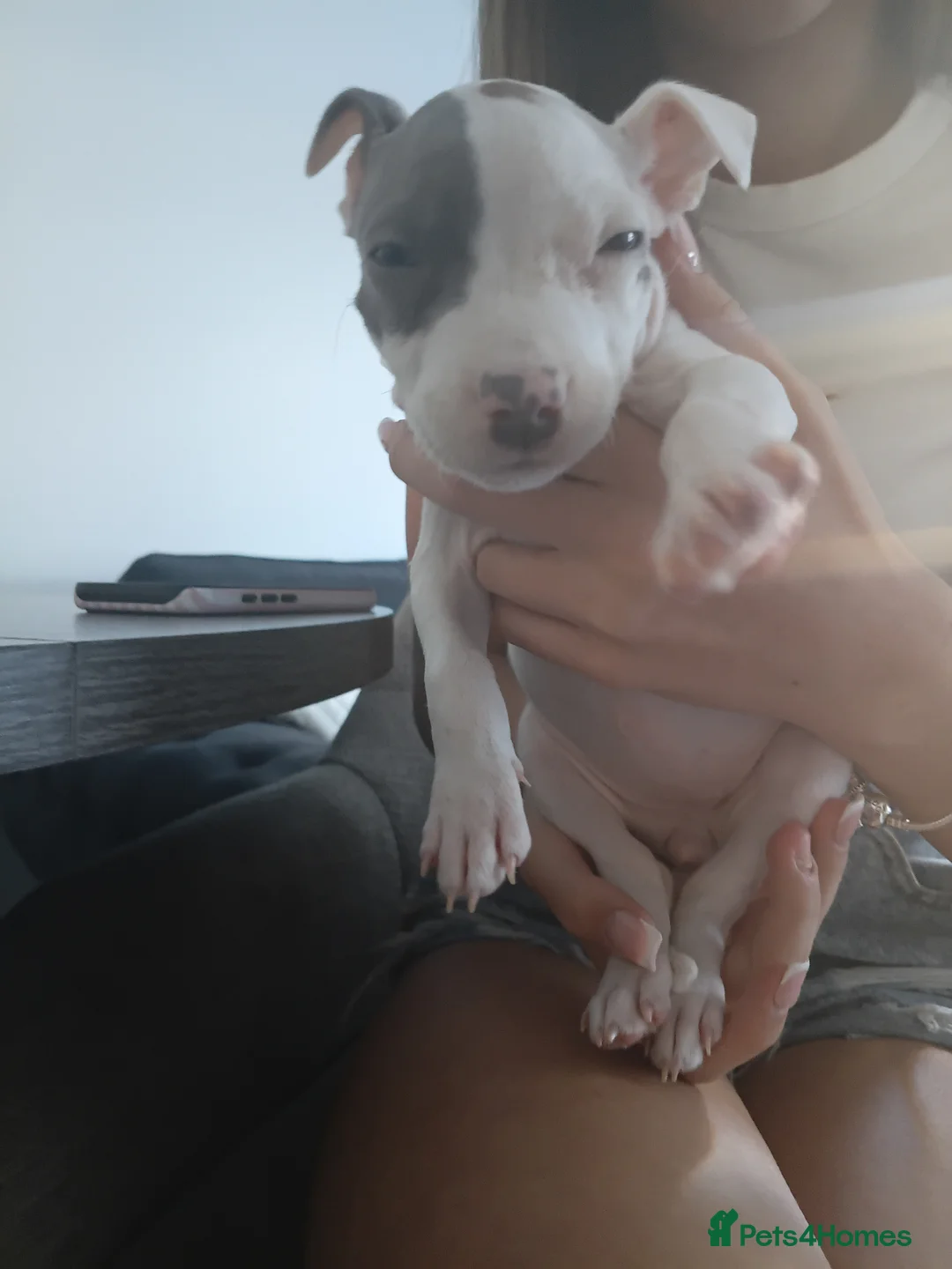 Staffordshire Bull Terrier dogs for sale: Puppy - Advert 2