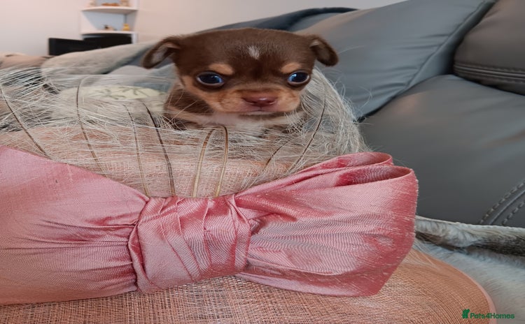 Chihuahua dogs - Advert 1
