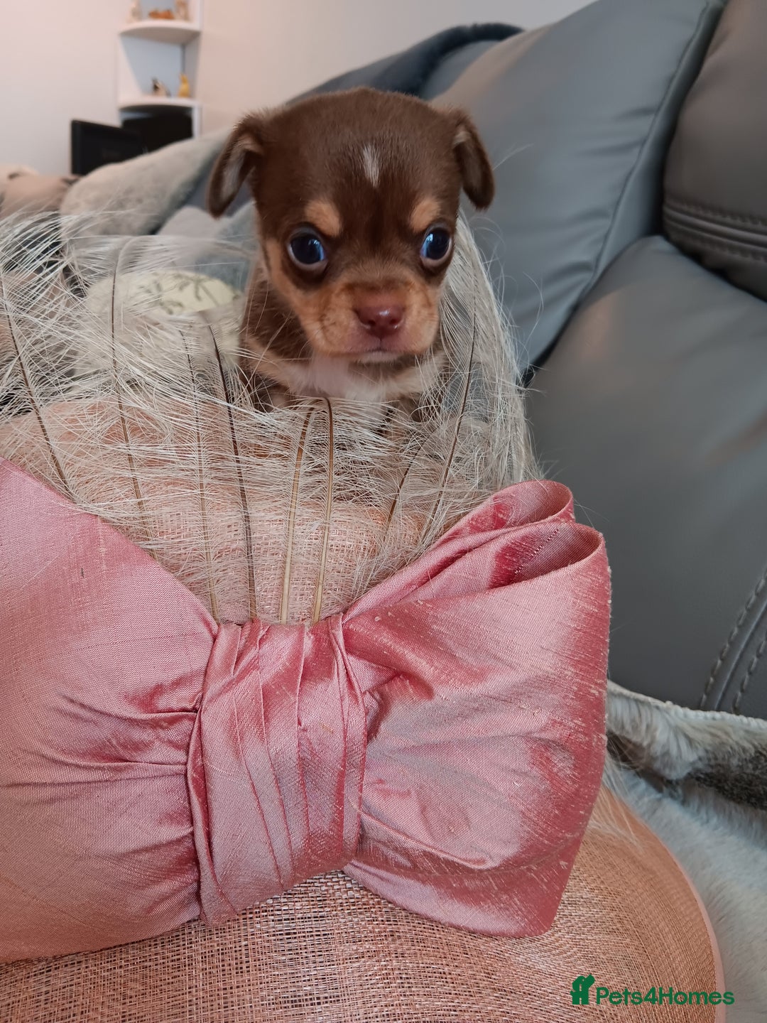 Chihuahua dogs for sale: Chihuhua pups - Image 1