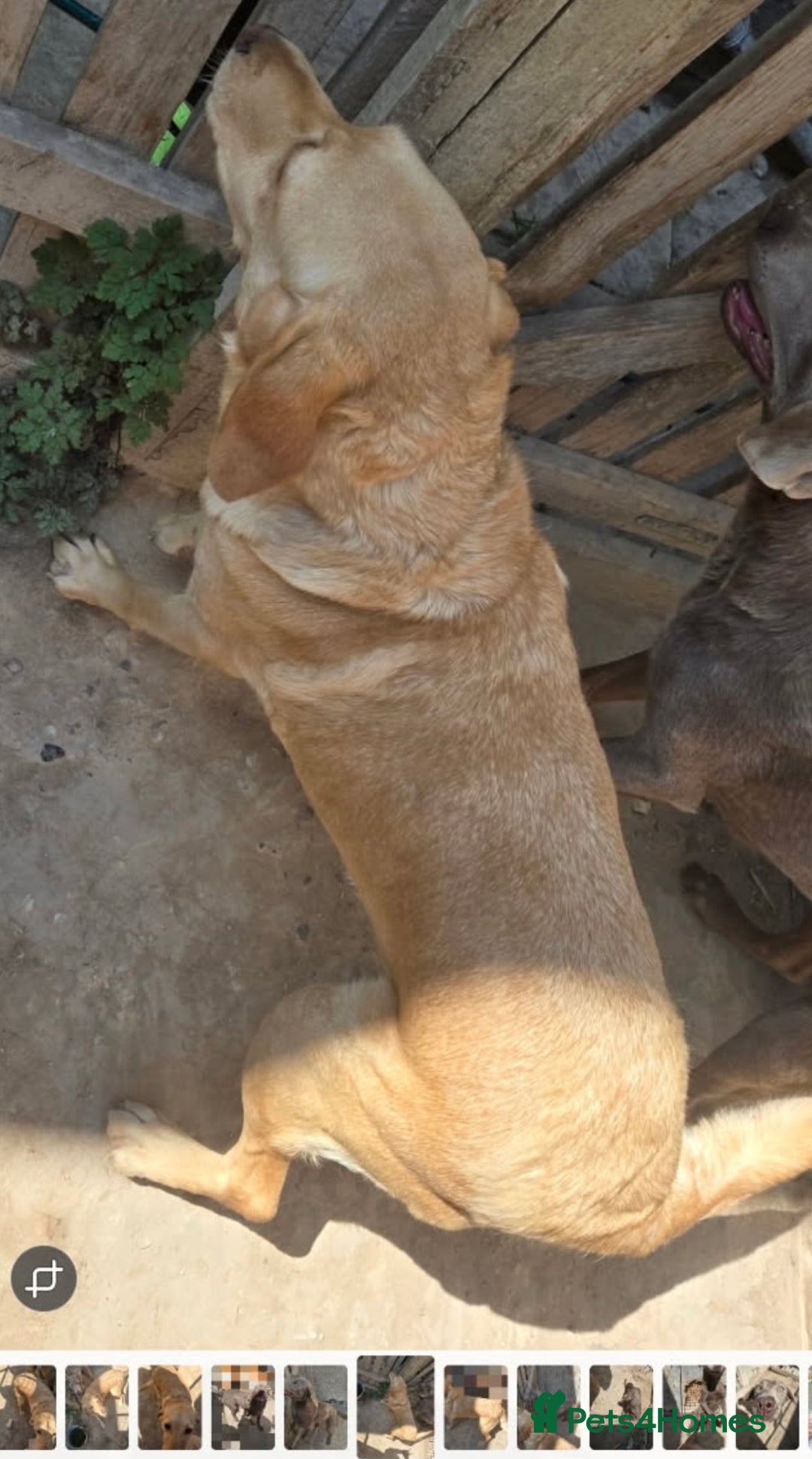 Labrador Retriever dogs for sale: Yellow female Labrador for sale  - Image 4