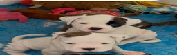 Boxer dogs for sale: Gorgeous well bred Boxer puppies - Advert 7