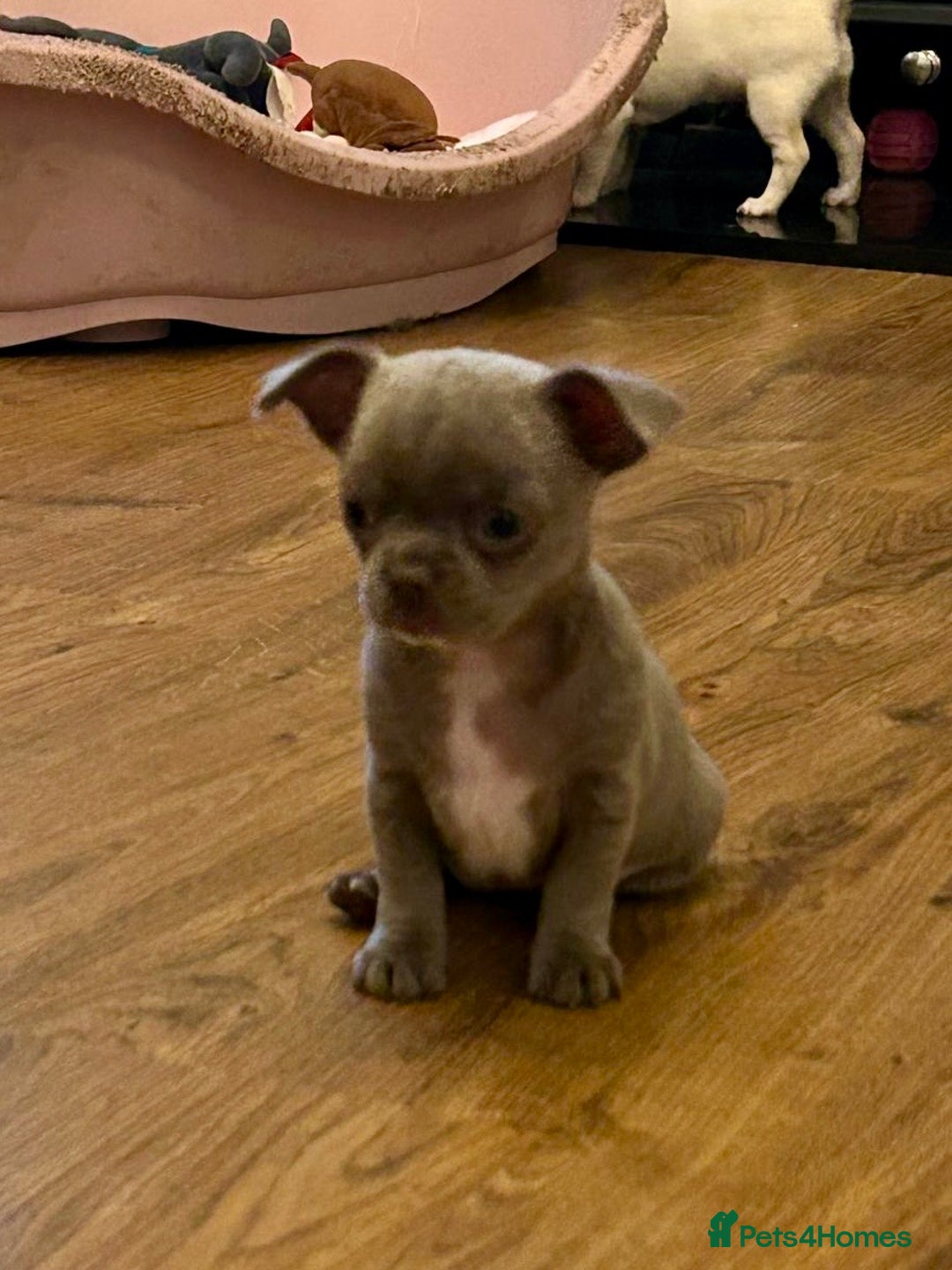 Chihuahua dogs for sale: Lilac chihuahua girls - Image 7