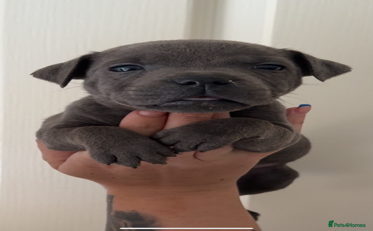 Staffordshire Bull Terrier dogs - Advert 1