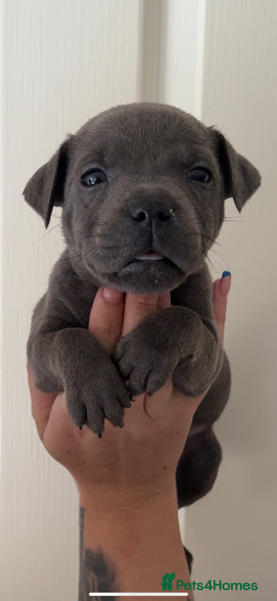 Staffordshire Bull Terrier dogs for sale: Beautiful blue staffy pups excellent pedigree  - Image 1