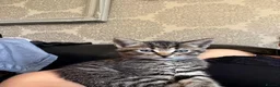 Domestic Shorthair cats for sale: Beautiful kittens for sale - Advert 3