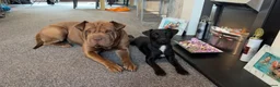 Shar Pei dogs for sale: Shar pei for sale  - Advert 3