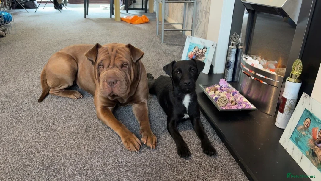 Shar Pei dogs for sale: Shar pei for sale  - Advert 3