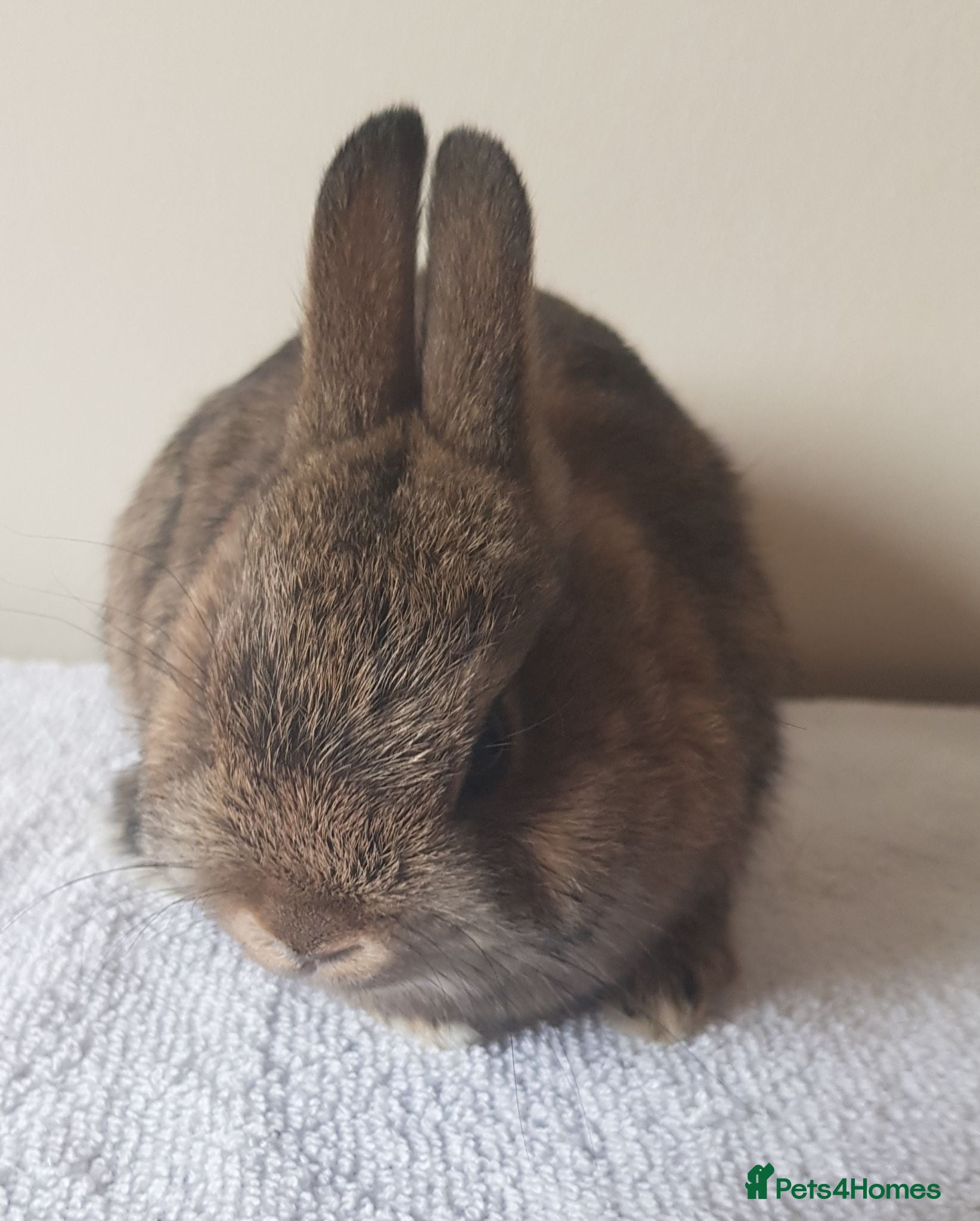 Netherland Dwarf rabbits Baby Netherland Dwarfs - Advert 16