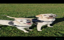 Goldendoodle dogs for sale: Goldendoodle retriever  - Image 32