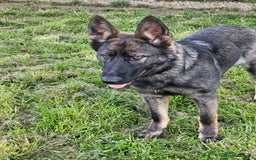 German Shepherd dogs for sale: Outstanding Female GSD, 6 months old - Image 1