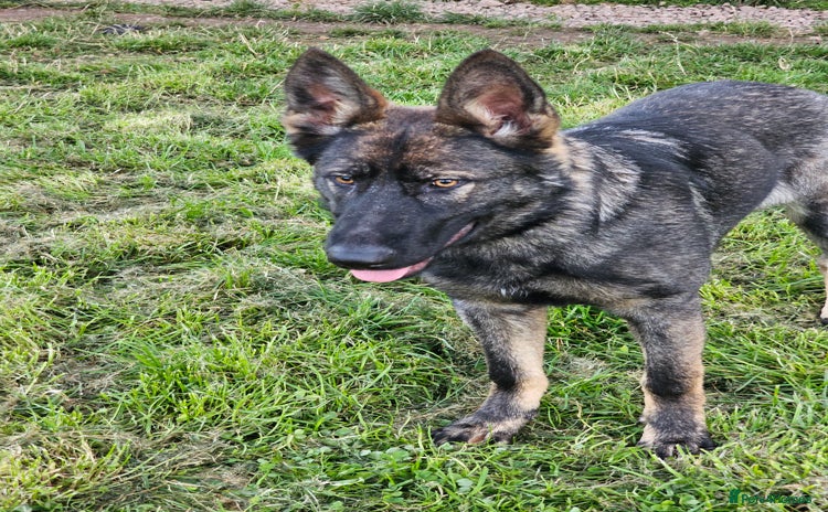 German Shepherd dogs - Advert 2