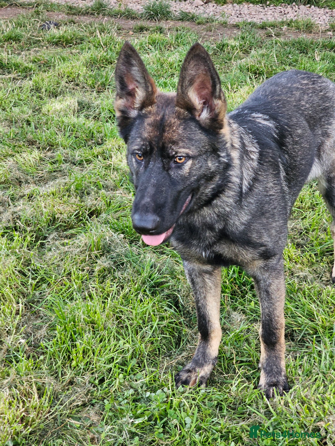 German Shepherd dogs for sale: Outstanding Female GSD, 6 months old - Image 1