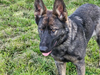 German Shepherd dogs - Advert 4