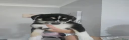 Mixed Breed dogs for sale: Staffie x Husky x Collie Puppies (4 Boys, 1 Girl) in Glasgow - Advert 12