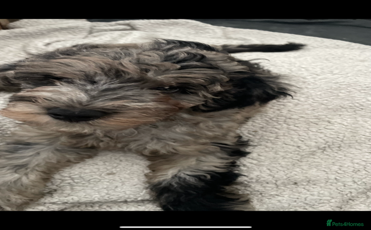 Cockapoo dogs - Advert 9