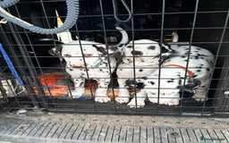 Dalmatian dogs for sale: Our gorgeous Liver boy  - Image 4