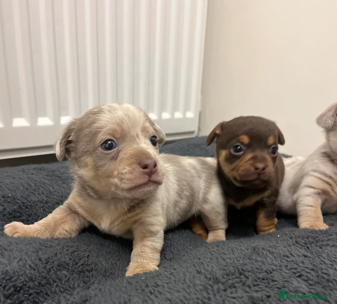 Jack Russell dogs for sale: Stunning Lilac Merle/chocolate jack Russel puppies - Advert 8