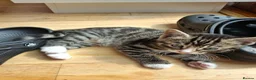 Mixed Breed cats for sale: Gorgeous kittens  - Advert 5