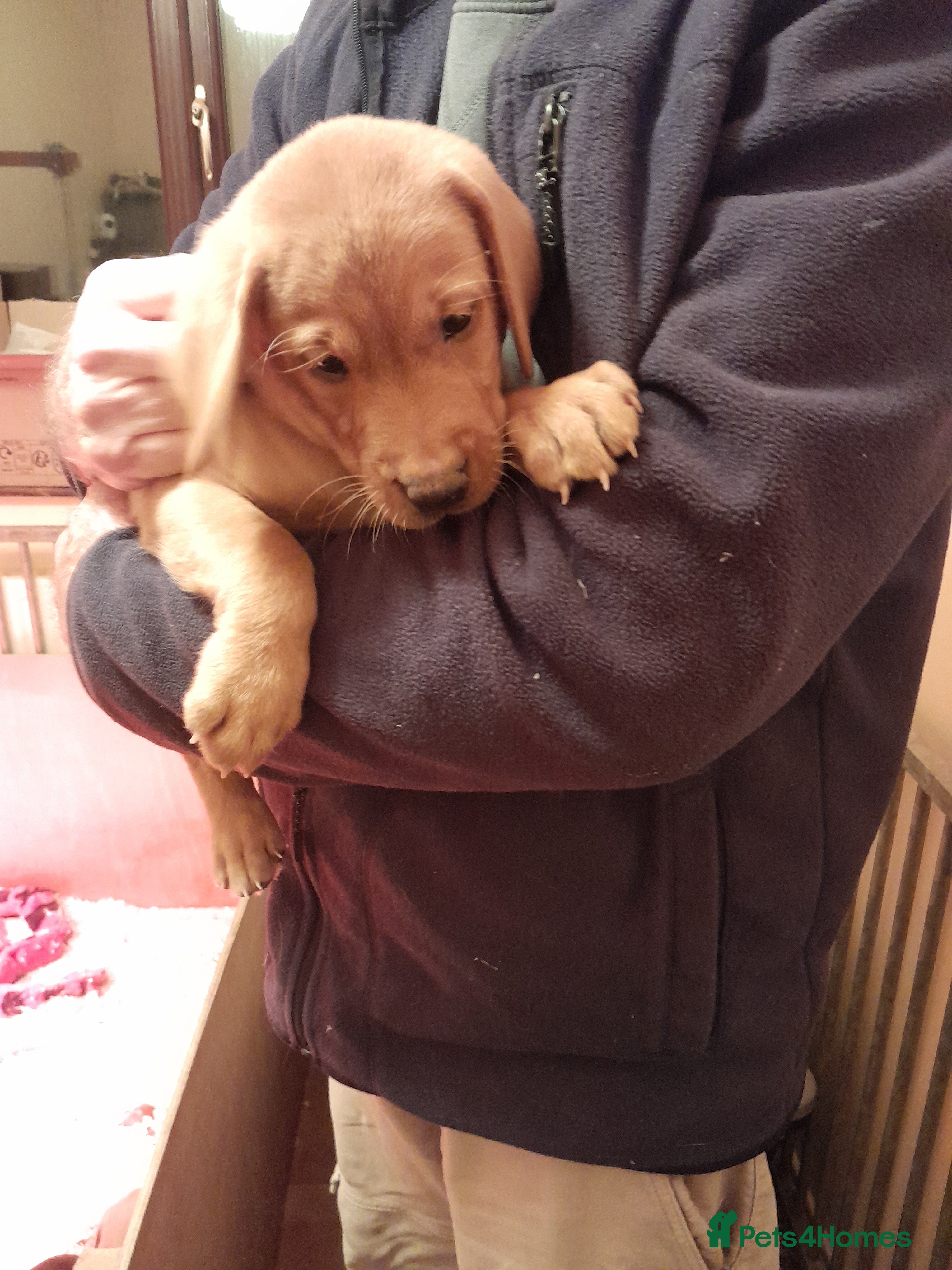 Labrador Retriever dogs for sale: Labrador fox Red and black puppies kc registered  - Advert 2