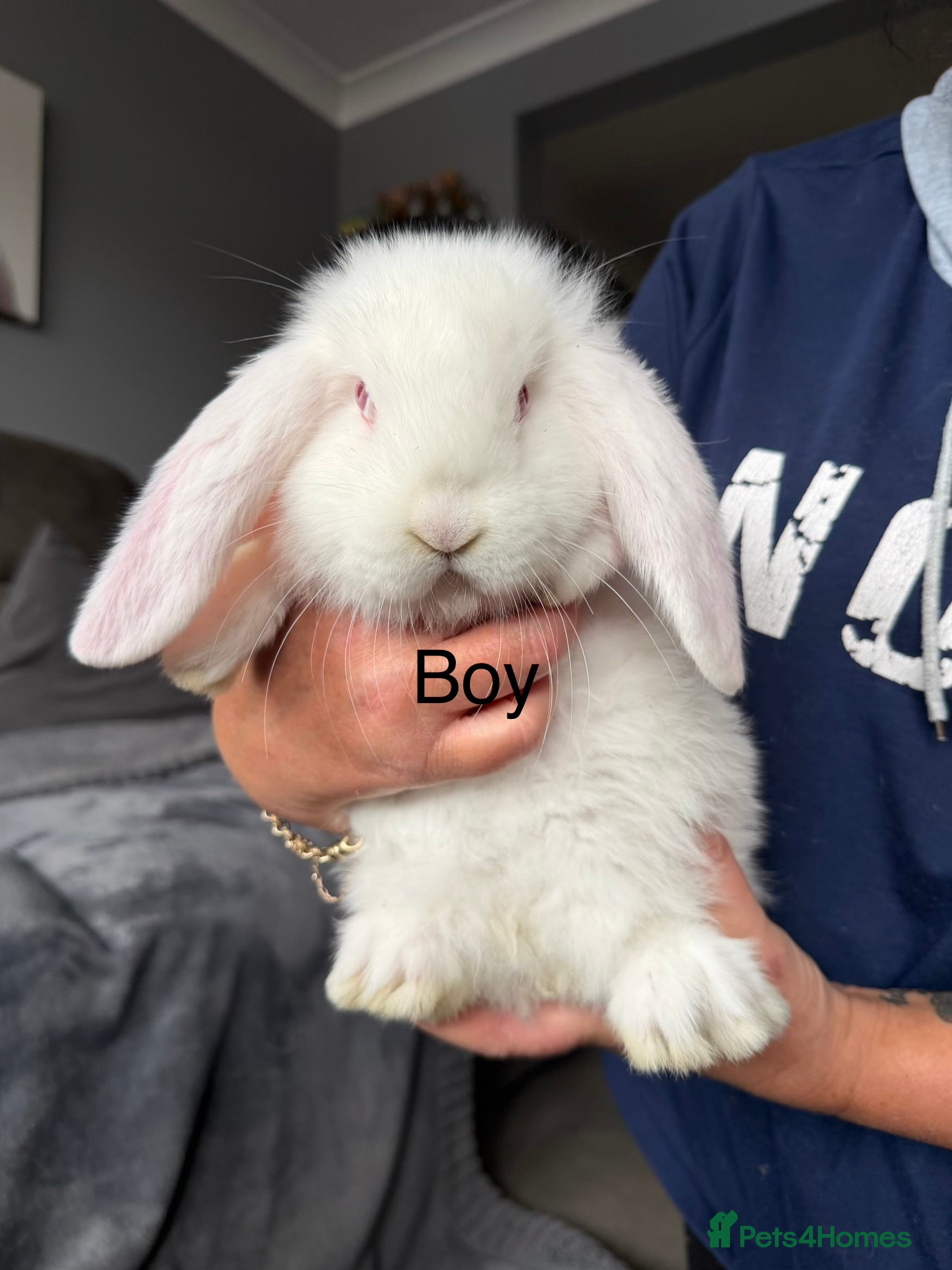 French Lop rabbits French lops  - Advert 2