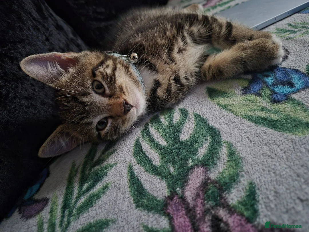 Domestic Shorthair cats for sale: Kitten  - Advert 2