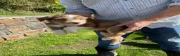 Bearded Collie dogs for sale: Beautiful bouncing Beardies  in Aberystwyth - Advert 6