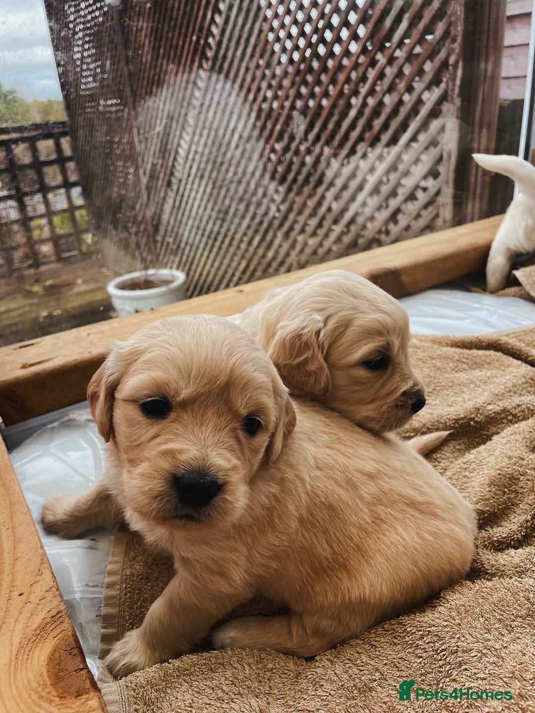 Golden Retriever dogs for sale: Pure Bred Golden Retriever Puppies for Sale - Advert 7